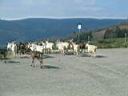 i Les chevres de la ferme Marchal 3.jpg